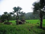 Filippine - Mindoro - 40